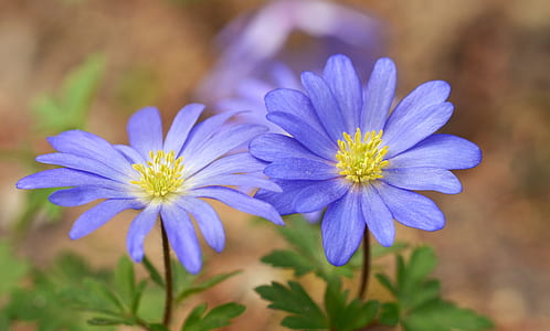selective focus photography of purple petaled flowers thumbnail