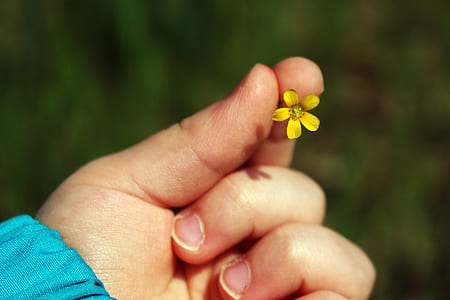 person holding yellow petaled flower thumbnail
