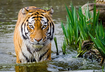 tiger beside green plants thumbnail