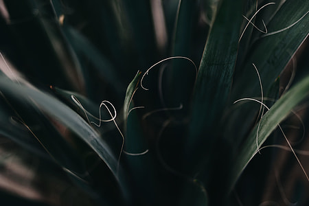 close-up photo of green leaf plant thumbnail
