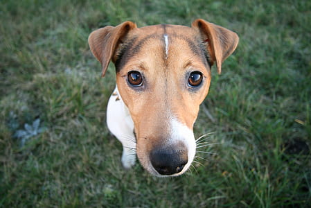 short-coated tan and white dog on grass thumbnail