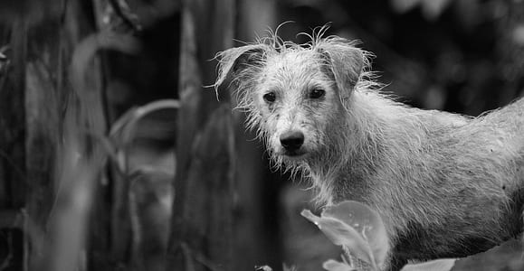 grayscale photo of medium-coated puppy thumbnail