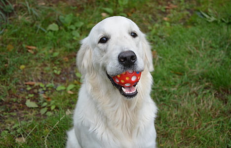 adult light golden retriever on focus photo thumbnail
