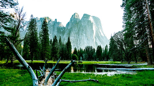nature, sky, forest, trees thumbnail