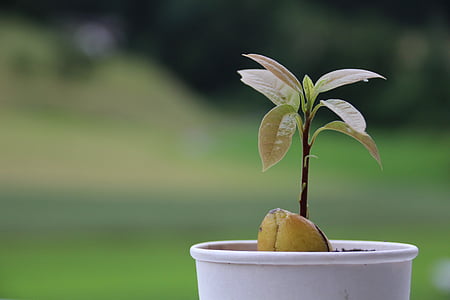 green leafed plant thumbnail