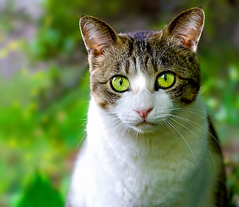 close up photo of gray and white tabby cat thumbnail