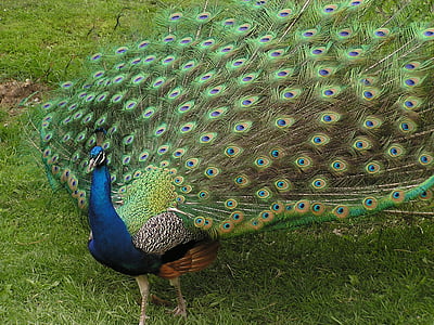 green and blue peacock during daytime thumbnail