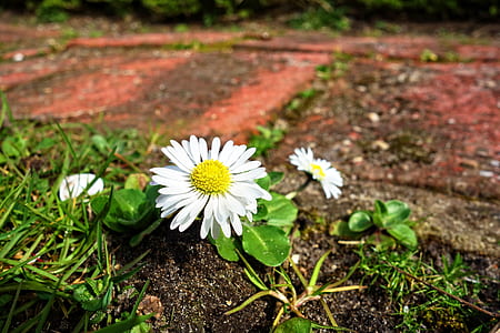 white oxeye daisies blooming at daytime thumbnail