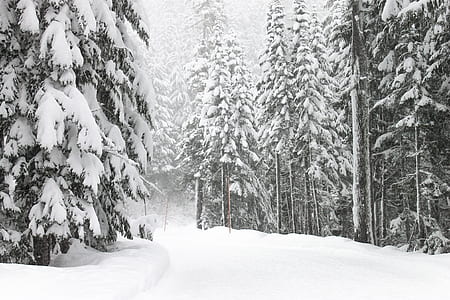 pine trees covered snow thumbnail