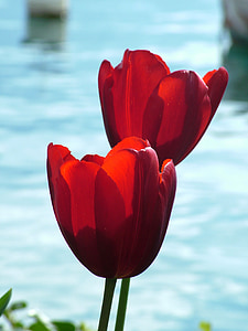selective focus photo of two red tulips thumbnail