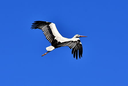 black and white bird flying during daytime thumbnail