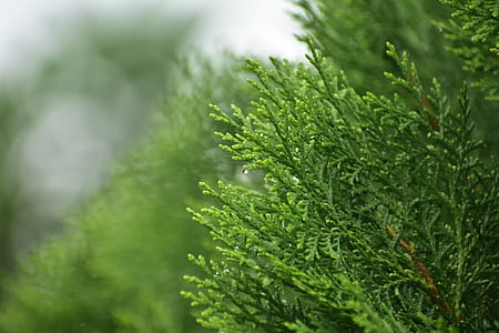 selective focus photography of leaf thumbnail