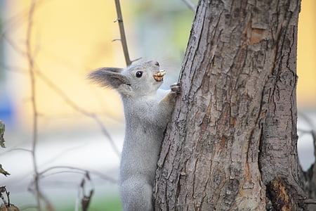 koala climbing on tree thumbnail