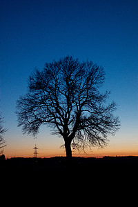 silhouette of tree thumbnail