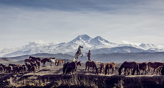photo of a horses and a mountain thumbnail