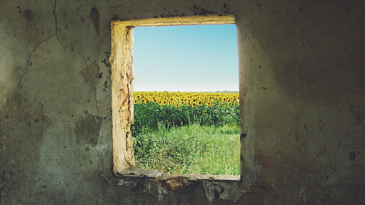 sunflower field near concrete building thumbnail