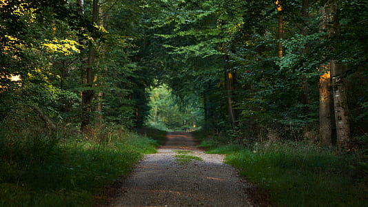 dirt road between green tall tress thumbnail