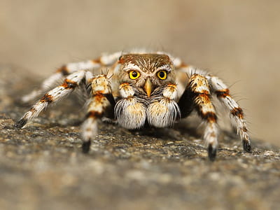 owl faced jumping spider photo manipulation in macro shot thumbnail