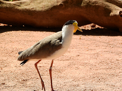 Lapwing Australian, Vanellus Miles Miles thumbnail