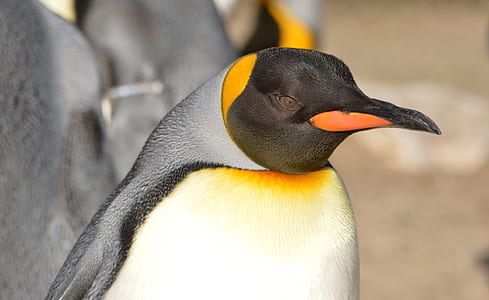 Emperor penguin thumbnail