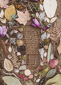 flat lay photography of leaves and plants thumbnail