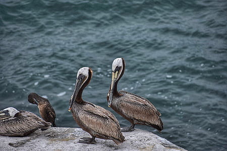 sea, nature, water, ocean thumbnail