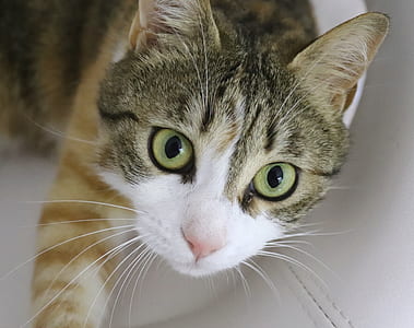 gray cat thumbnail