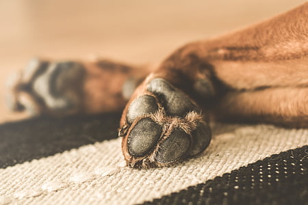 brown animal foot thumbnail