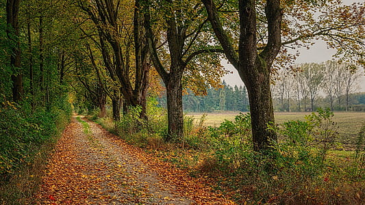 pathway between trees thumbnail