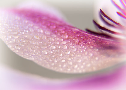 macro photography of flower thumbnail