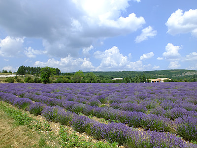 blossoming lavender field during daytime thumbnail