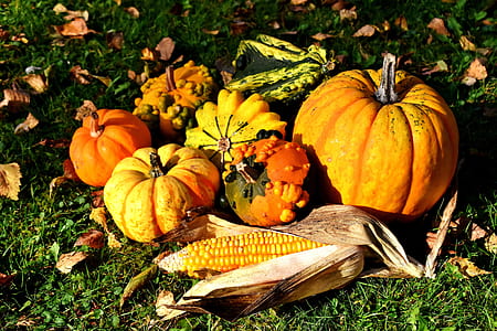 corn beside pumpkins on grass thumbnail