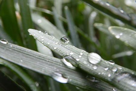 macro photography of water dews on plant thumbnail