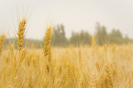wheat field thumbnail