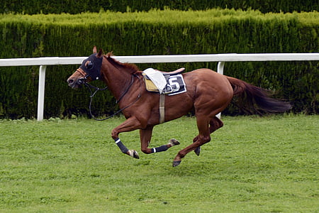 brown horse on grass field thumbnail