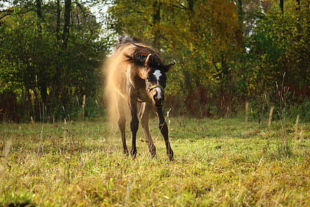 brown horse standing near tree thumbnail