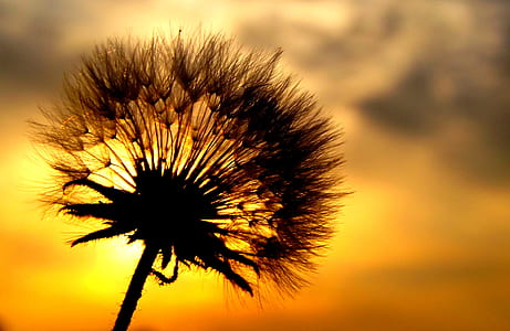 silhouette of dandelion flower during golden hour in close-up photography thumbnail