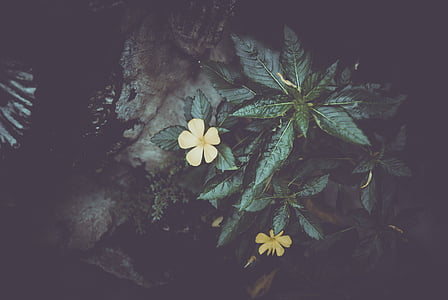 yellow 5-petaled flowers thumbnail