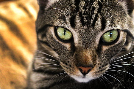 Close-up Photography of Gray and Black Cat thumbnail