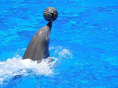 dolphin playing with ball thumbnail