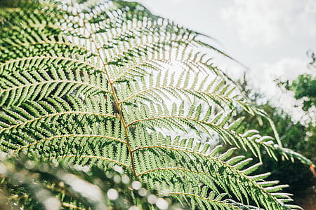 green leaf fern thumbnail