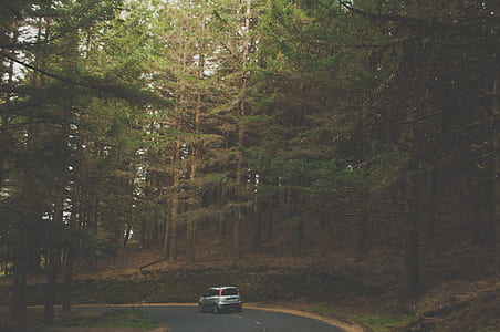 silver vehicle traveling on road surrounded by trees at daytime thumbnail