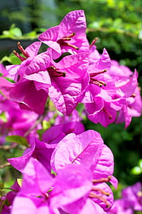 nature, flowers, garden, petals thumbnail