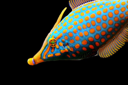 closeup photo of blue and orange fish thumbnail