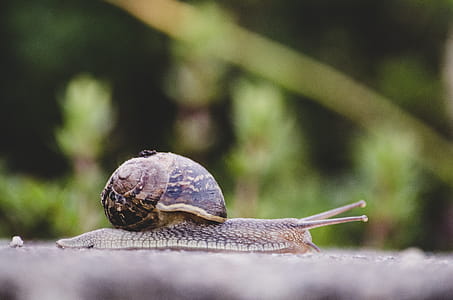 Selective Focus Photography of Snail thumbnail