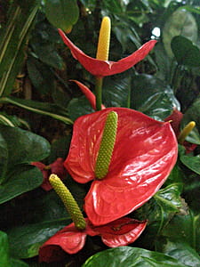 Anthurium flowers in bloom thumbnail