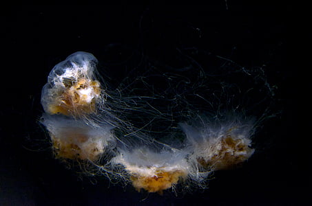 white-and-brown jellyfish thumbnail