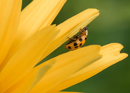 focus photo of yellow and black ladybug on yellow petaled flower thumbnail