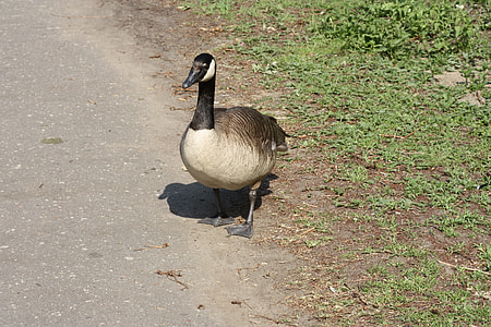 Duck, Drake thumbnail