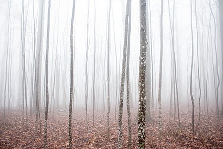 photography of tree trunks thumbnail